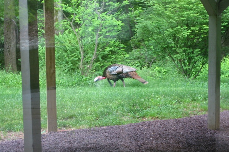 ../image/turkey at john and kathi's 5.jpg